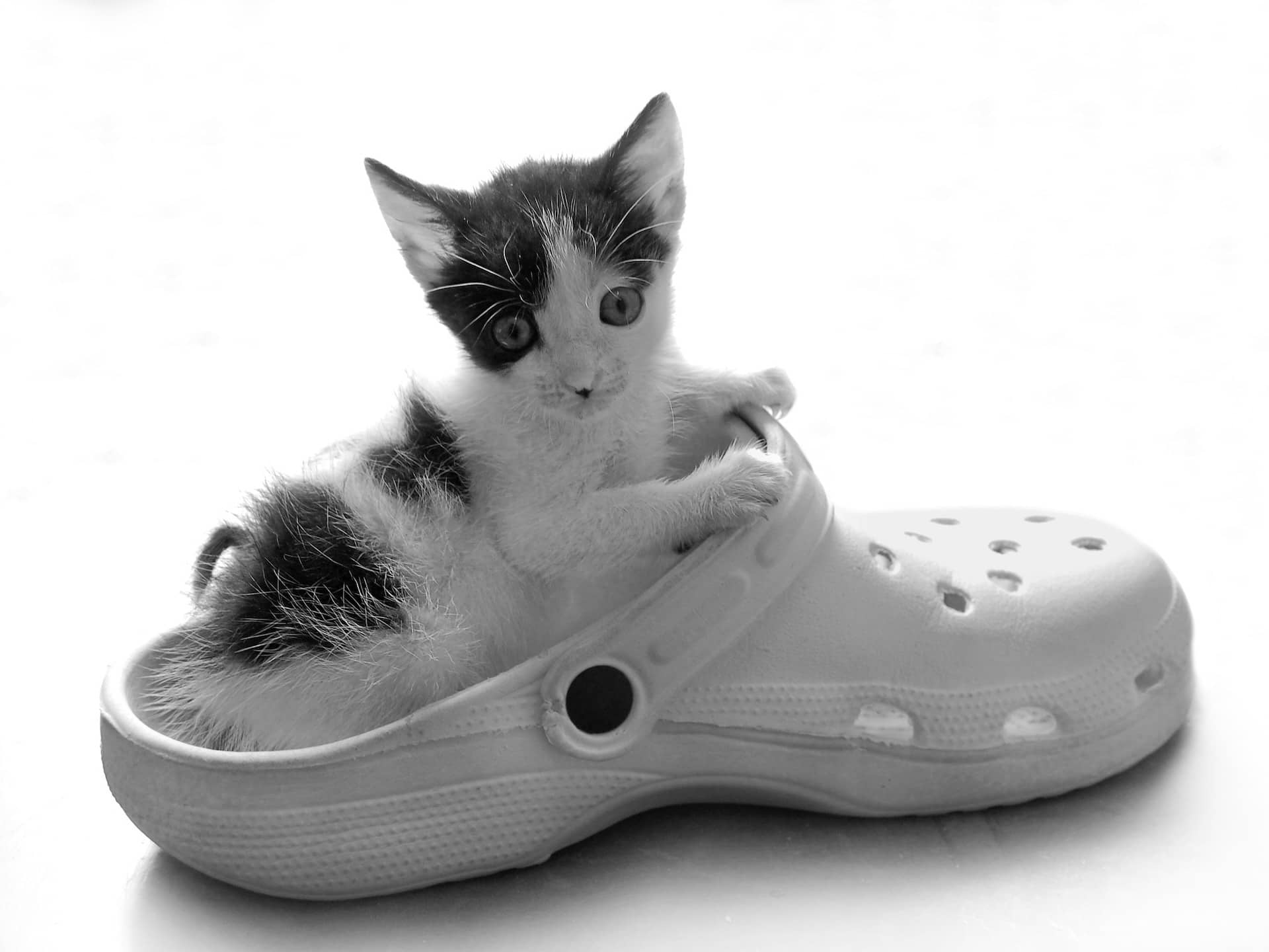 Best Pet Insurance Best Pet Insurance